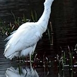 _MG_0360 Grande aigrette